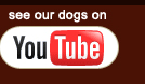 Click here to open our Ozark Redbone Coon Hound You Tube Channel in a new window!